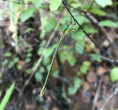 Lestes temporalis