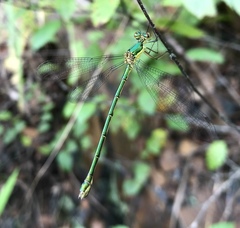 Lestes temporalis