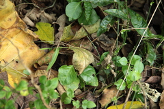 Sphenomorphus indicus