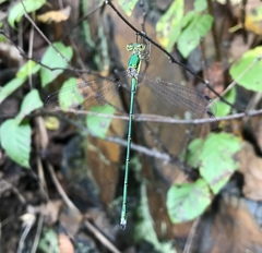 Lestes temporalis