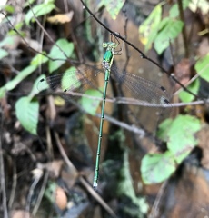 Lestes temporalis