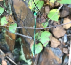 Lestes temporalis