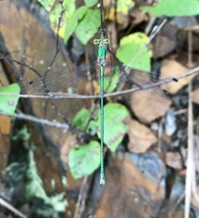Lestes temporalis