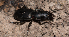 Secatophus australis