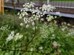 Ostericum sieboldii