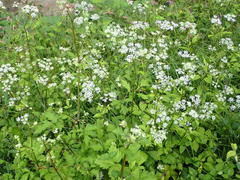 Ostericum sieboldii