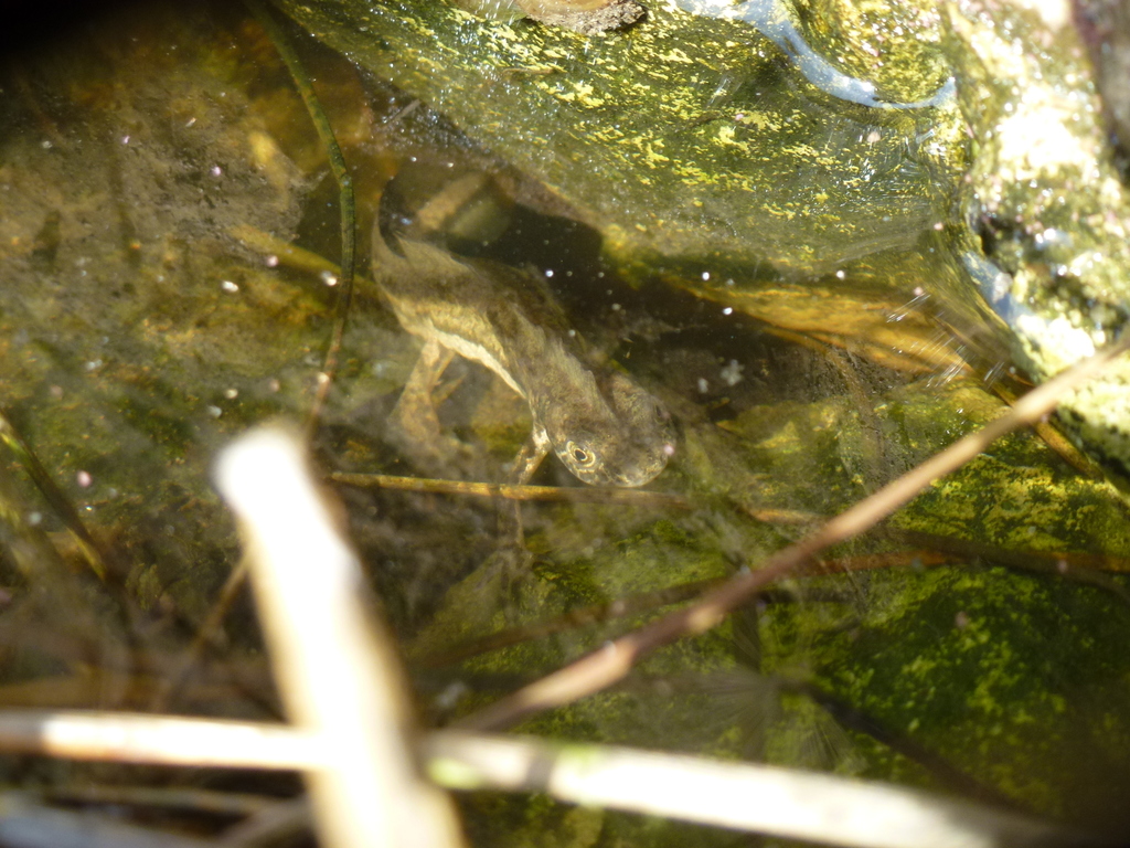 Southern Banded Newt