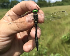 Somatochlora viridiaenea