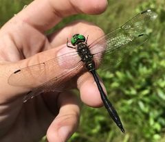 Somatochlora viridiaenea