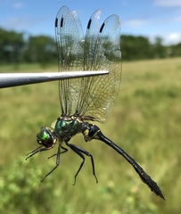 Somatochlora viridiaenea