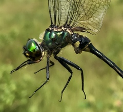 Somatochlora viridiaenea