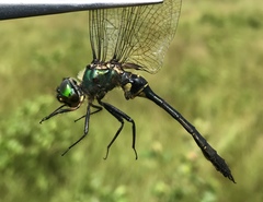 Somatochlora viridiaenea