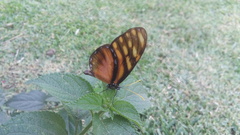 Dircenna kolijkensis