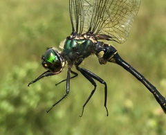 Somatochlora viridiaenea
