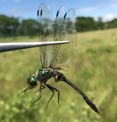 Somatochlora viridiaenea