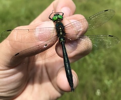 Somatochlora graeseri