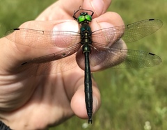Somatochlora graeseri
