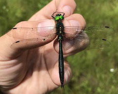 Somatochlora graeseri
