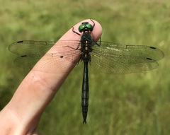 Somatochlora graeseri