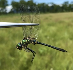 Somatochlora graeseri