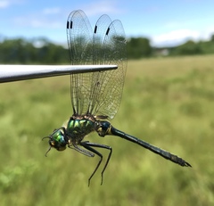 Somatochlora graeseri