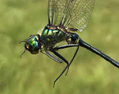 Somatochlora graeseri