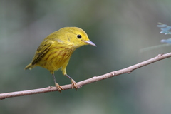 Setophaga petechia rufivertex