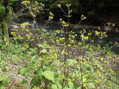 Sigesbeckia glabrescens