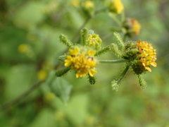 Sigesbeckia glabrescens