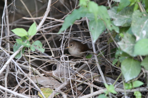 Cozumel Wren (Troglodytes beani), photo 6