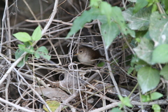 Troglodytes aedon beani