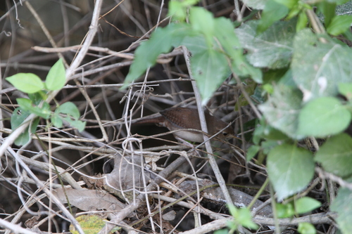 Cozumel Wren (Troglodytes beani), photo 9