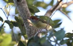 Cyclarhis gujanensis insularis