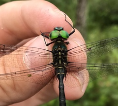 Somatochlora viridiaenea