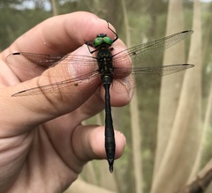 Somatochlora viridiaenea