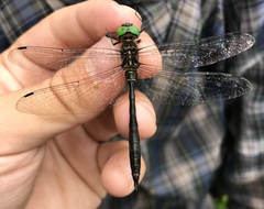 Somatochlora viridiaenea