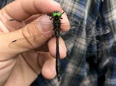 Somatochlora viridiaenea