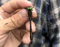 Somatochlora viridiaenea