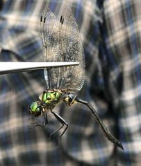 Somatochlora viridiaenea