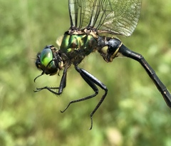 Somatochlora viridiaenea