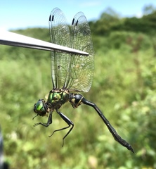 Somatochlora viridiaenea