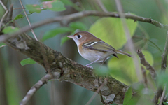 Vireo bairdi