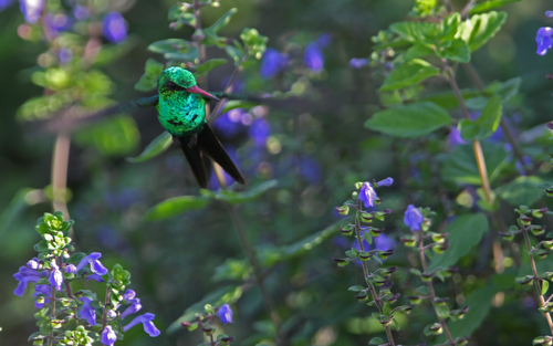 Cozumel Emerald (Cynanthus forficatus), photo 9