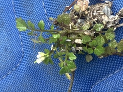 Cardamine