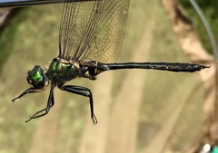 Somatochlora viridiaenea