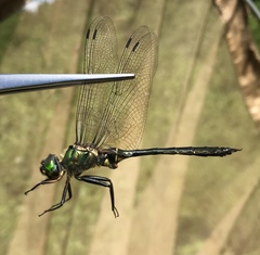 Somatochlora viridiaenea