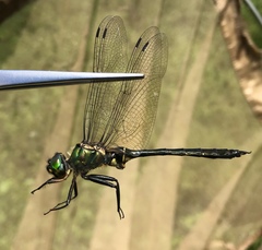 Somatochlora viridiaenea