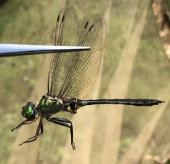 Somatochlora viridiaenea