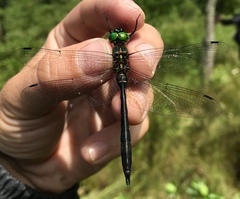 Somatochlora viridiaenea
