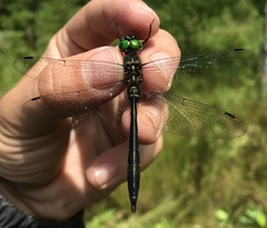 Somatochlora viridiaenea